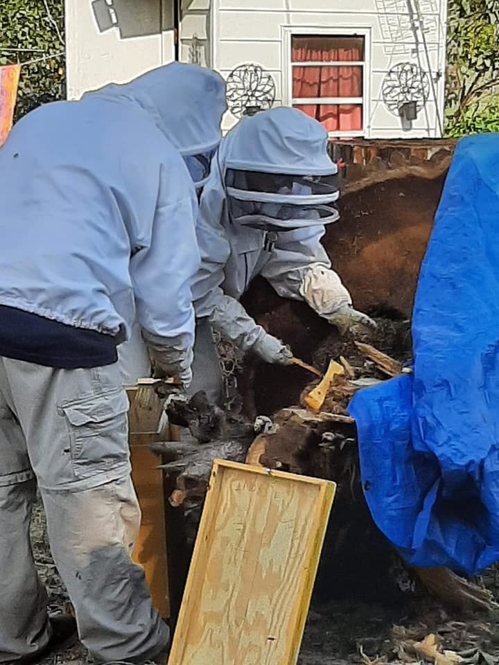Rescued bees